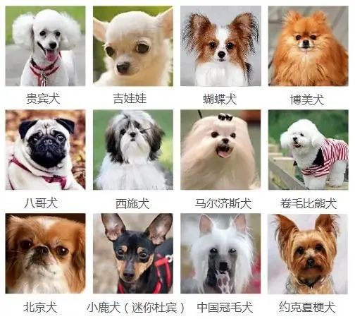 魔力宝贝顽皮炸弹宠物技能攻略解析 魔力宝贝顽皮炸弹宠物技能攻略解析